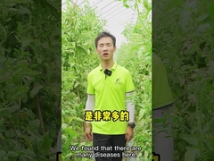 CY30 бацилла антракноз Chili томата лечения бактерицида Velezensis