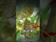 Био-фунгисид enissocaesilis streptomyces микробиологического агента для убивать подземные бичи