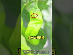 Инсектицид HaNPV + бацилла Thuringiensis Whitefly хлопка бича фермы эффективный