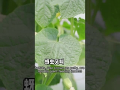 Тли эффективны против нетоксических пестицидов начала завода