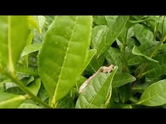 Эффективный сельскохозяйственный пестицид против пядениц EoNPV.Bt