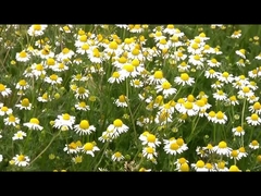 Естественный инсектицид 1,5% убийцы бича дома пиретрина выдержки для муравья блохи мухы москита таракана