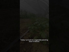 Личинки червей-бобовых питаются различными растениями, включая помидоры.