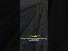 Противогрибковая активность широкого спектра Микробный агент CY30 способствует росту культур Лечит корневую гниль