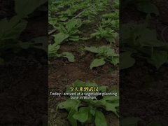 Высокоэффективный биологический инсектицид вирус насекомых SeNPV и Bacillus Thuringiensis