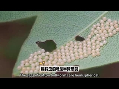 Биопестицид Известный биопестицид - HaNPV.Bt для кошачьего червя Для сельскохозяйственного использования