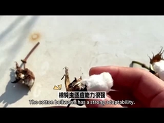 Наиболее эффективный биологический пестицид для хлопковых культур HaNPV Bt