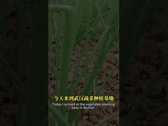 Сочетание споров бациллов и бакуловирусов может лучше контролировать вредителей лепидопторов