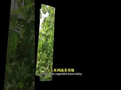 Борьба с белокрылкой на крестоцветных культурах, кукурузе и т.д. методами биологической защиты