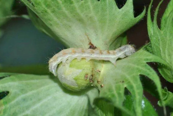 Outstanding resistance to stubborn pests organic pesticide cotton collworm control 