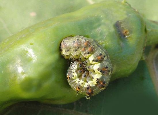 Agriculture Big Farm HaNPV Bt Pesticide Kill Oriental Tobacco Budworm Long Staple Cotton 