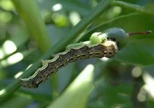 Biological pesticide eliminate cotton tobacco chili pests insects excellent long lasting effect 