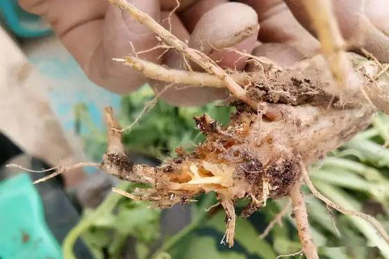 National Invention Patent 1 billion CFU/ mL Microbial Agent Thick Green Leaves Promote Strawberry Growth 