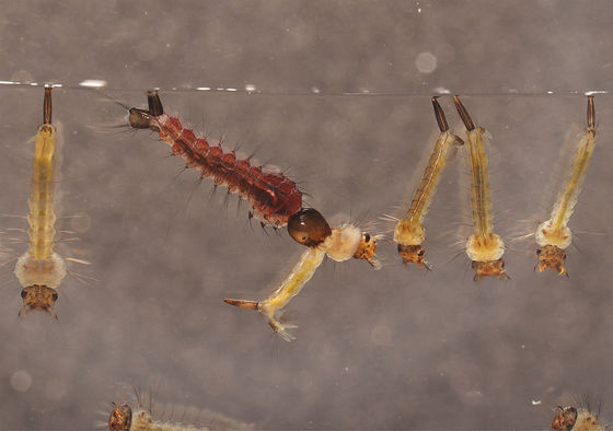 Bti Mosquito Larvae Killer for Rice Fields Reed Pond Swamps Harmless Bio-insecticide