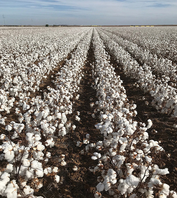 Environmentally friendly pesticides HaNPV for cotton crops nematode agricultural insecticide 