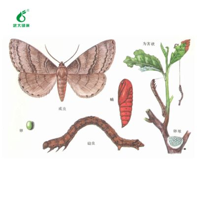 Organic tea safe insecticide EoNPV bacillus thuringiensis for tea geometrid killing 