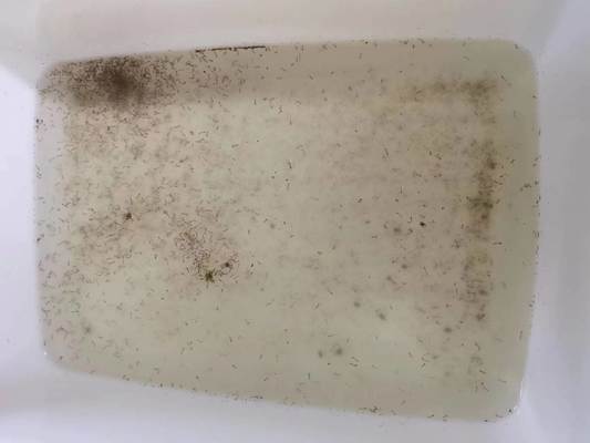 Mosquitoes Killer Powder Insecticide Larvae Attractant Bacillus thuringiensis BTi 